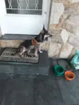 Maya