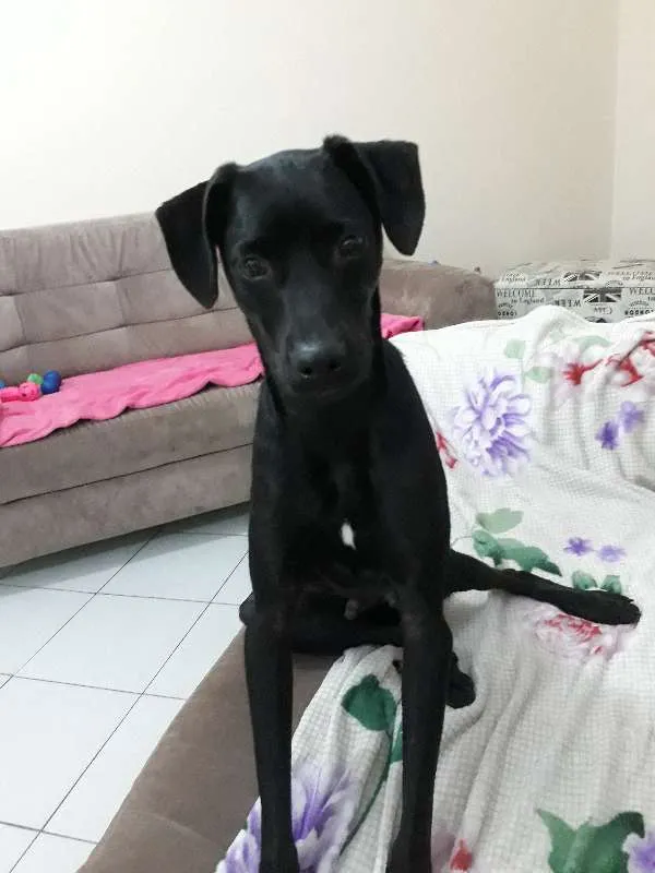 Cachorro ra a SRD idade 1 ano nome Dime