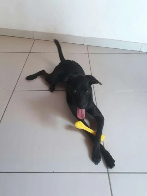 Cachorro ra a SRD idade 1 ano nome Dime