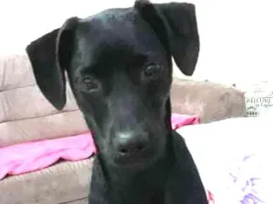 Cachorro raça SRD idade 1 ano nome Dime