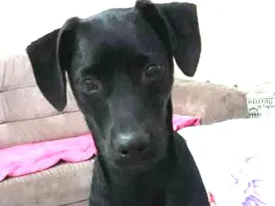 Cachorro ra a SRD idade 1 ano nome Dime