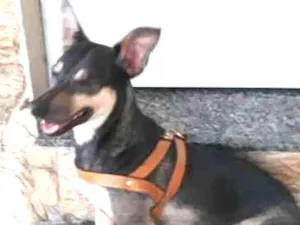 Cachorro raça SRD idade 3 anos nome Maya
