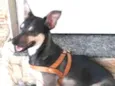 Maya