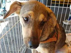 Cachorro raça SRD idade 2 anos nome Yuri