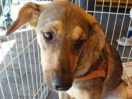 Cachorro ra a SRD idade 2 anos nome Yuri