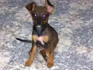 Cachorro raça Indefinido idade 2 a 6 meses nome Lilica