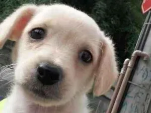 Cachorro raça vira lata idade 2 a 6 meses nome ainda não tem nome