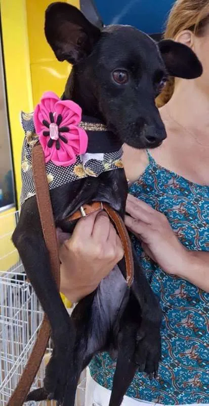 Cachorro ra a SRD idade 7 a 11 meses nome Nina