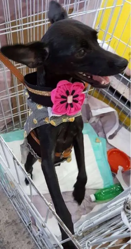 Cachorro ra a SRD idade 7 a 11 meses nome Nina