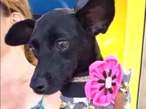 Cachorro raça SRD idade 7 a 11 meses nome Nina