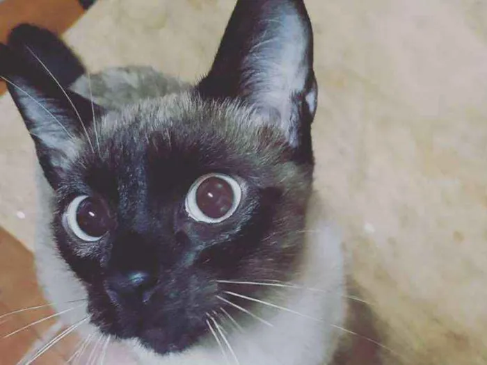 Gato ra a Siamês com Viralata idade 1 ano nome Lourenço
