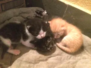 Gato raça Não identificada idade Abaixo de 2 meses nome Não possui nomes 