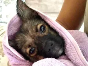 Cachorro raça Pé duro idade 2 a 6 meses nome Fetucia