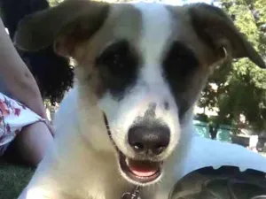 Cachorro raça Canina idade 2 a 6 meses nome Mike