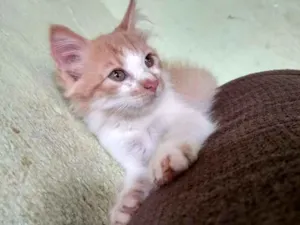 Gato raça Indefinida  idade 2 a 6 meses nome Ainda não tem none