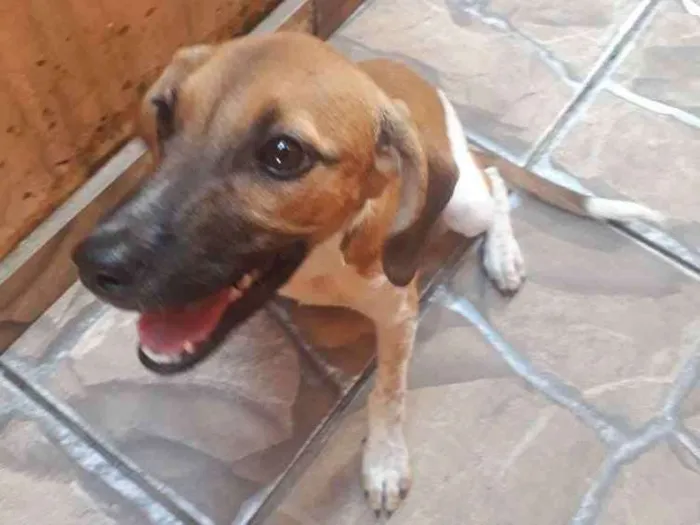 Cachorro ra a Viralata idade 7 a 11 meses nome Bela