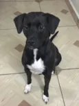 Pitty