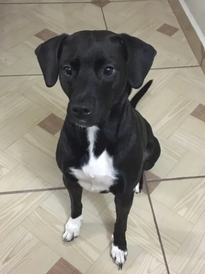 Cachorro ra a Srd idade 3 anos nome Pitty