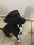 Pitty