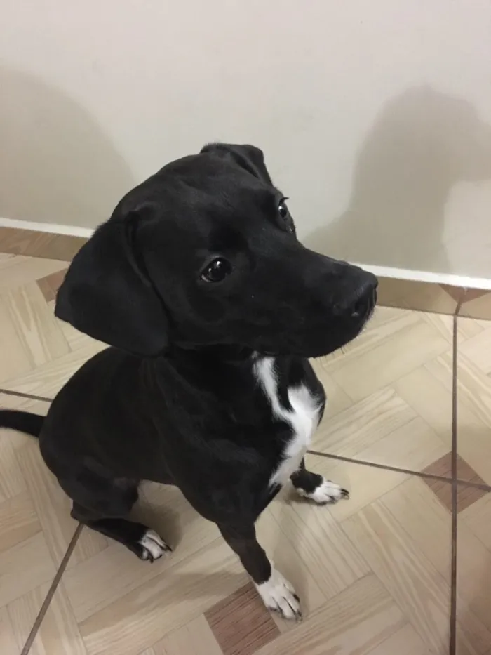 Cachorro ra a Srd idade 3 anos nome Pitty