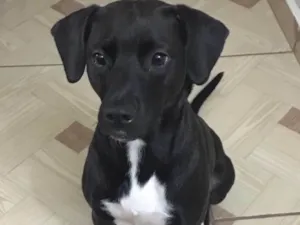 Cachorro raça Srd idade 3 anos nome Pitty