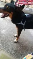 Pipoca