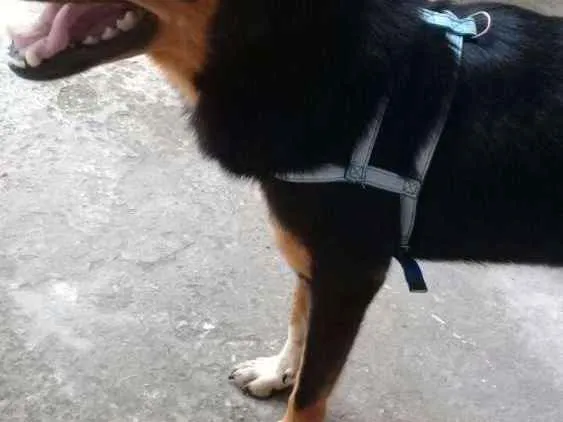 Cachorro ra a SRD. idade 5 anos nome Pipoca