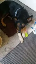 Pipoca