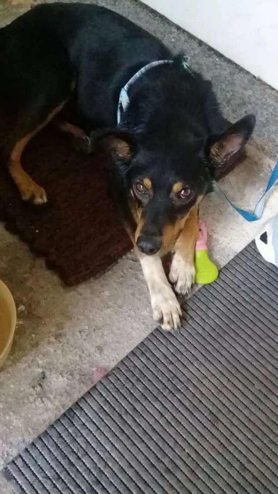Cachorro ra a SRD. idade 5 anos nome Pipoca