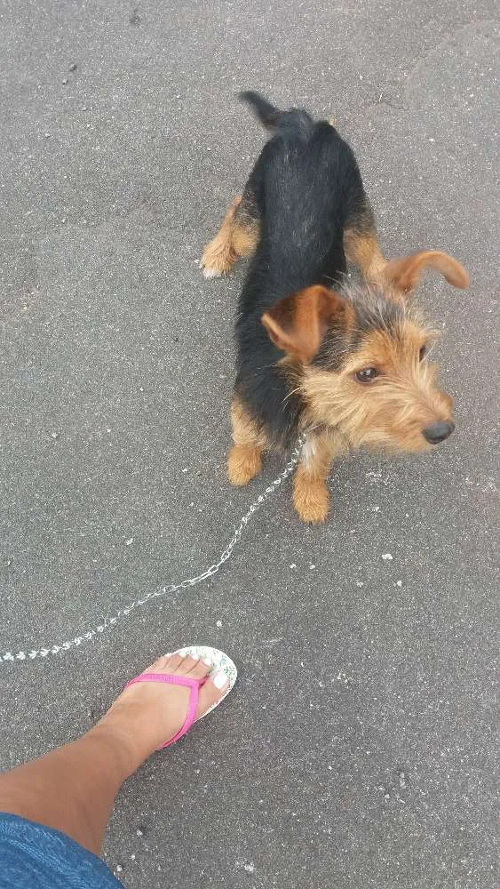 Cachorro ra a Viralatinha idade 7 a 11 meses nome Borog