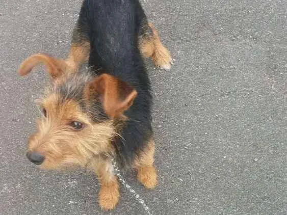 Cachorro ra a Viralatinha idade 7 a 11 meses nome Borog
