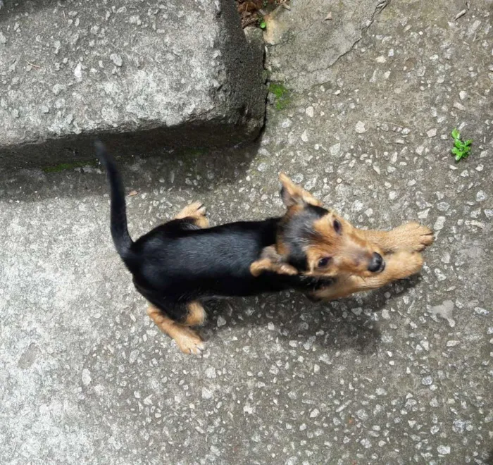 Cachorro ra a Viralatinha idade 7 a 11 meses nome Borog