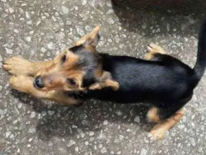 Cachorro raça Viralatinha idade 7 a 11 meses nome Borog