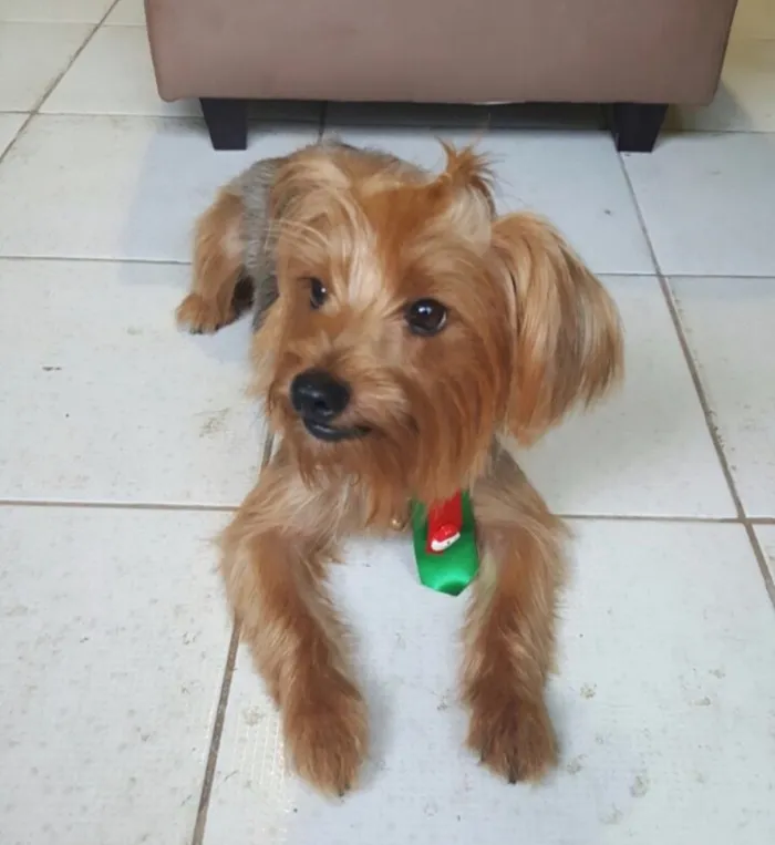 Cachorro raça Yorkshire Terrie idade 3 anos nome Einstein