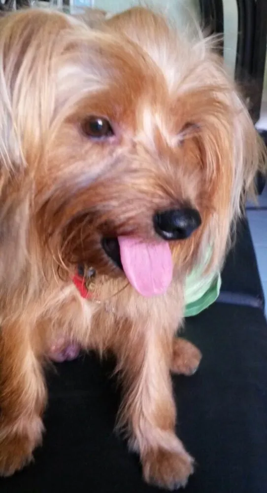 Cachorro raça Yorkshire Terrie idade 3 anos nome Einstein