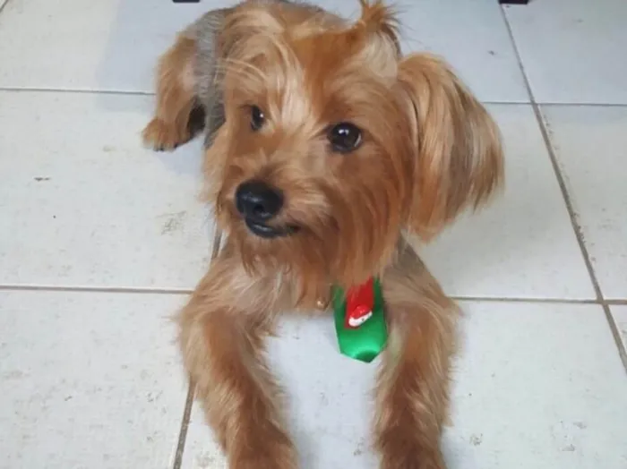 Cachorro raça Yorkshire Terrie idade 3 anos nome Einstein