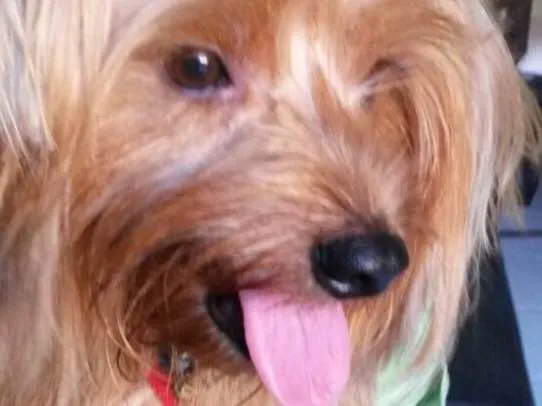 Cachorro raça Yorkshire Terrie idade 3 anos nome Einstein