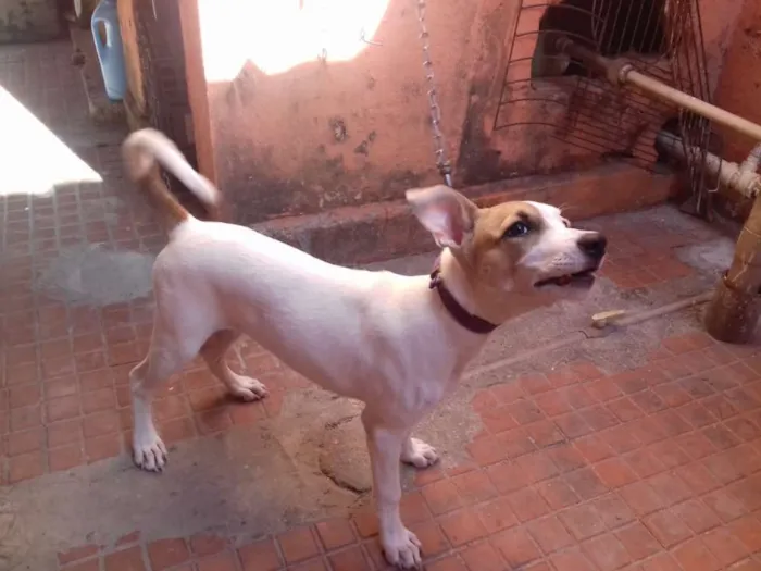 Cachorro raça sem definiçao idade 2 a 6 meses nome polly