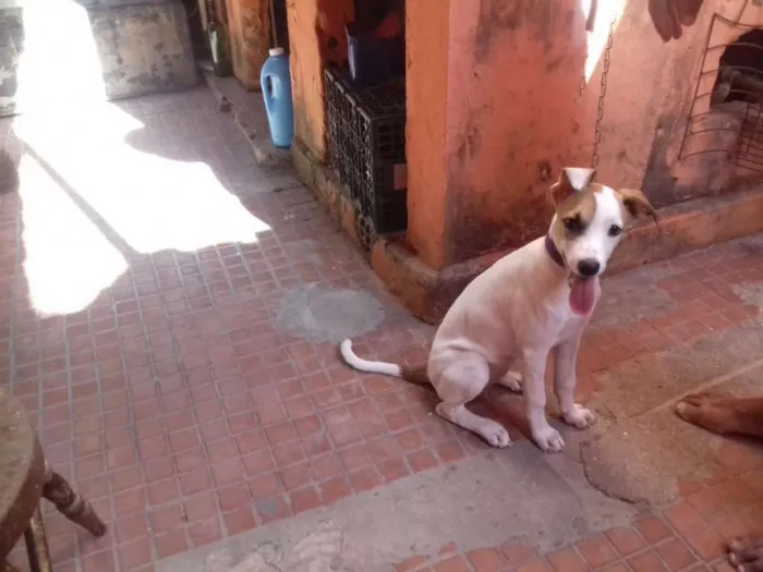 Cachorro raça sem definiçao idade 2 a 6 meses nome polly
