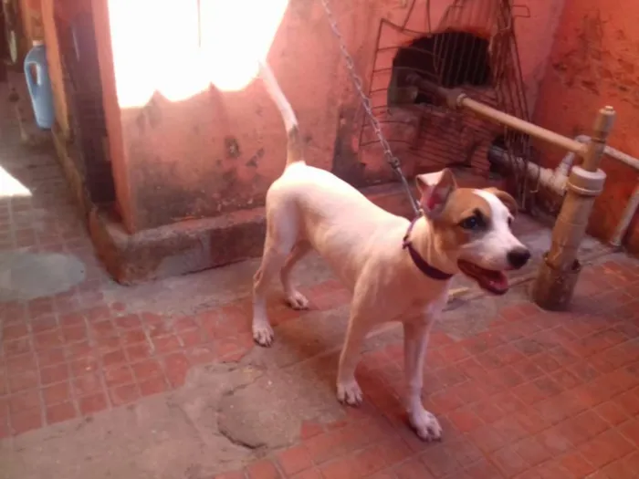 Cachorro raça sem definiçao idade 2 a 6 meses nome polly