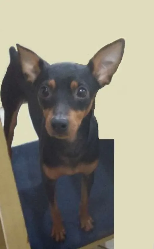 Cachorro ra a Pinscher idade 7 a 11 meses nome Ralf