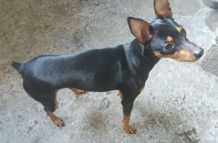 Cachorro ra a Pinscher idade 7 a 11 meses nome Ralf
