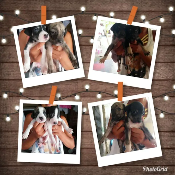 Cachorro raça Vira lata idade 2 a 6 meses nome Sem nome