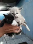 Lindos filhotes