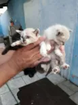 Lindos filhotes