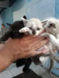 Lindos filhotes