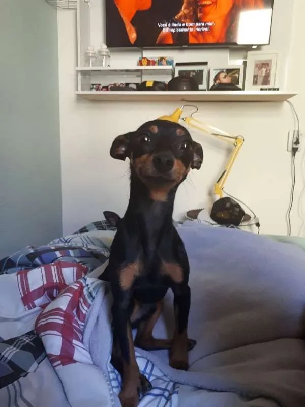 Cachorro raça Pinscher idade 7 a 11 meses nome Alecrim