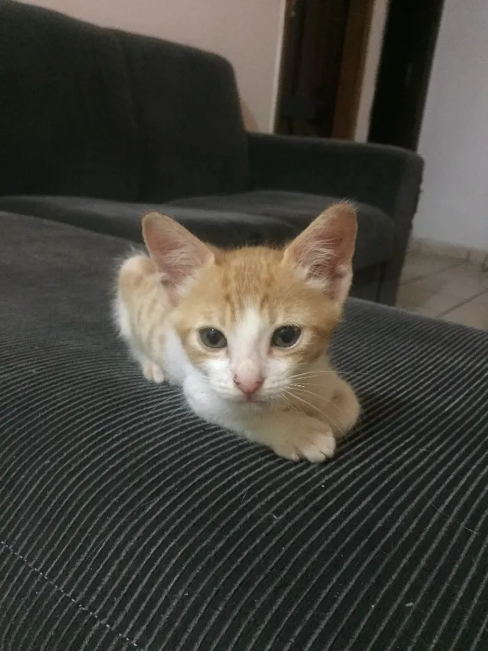 Gato ra a Vira lata  idade  nome Sem nome