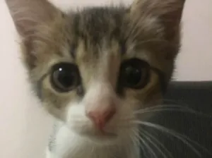 Gato raça Vira lata  idade  nome Sem nome