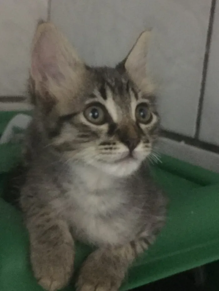 Gato raça  idade  nome Sem nome